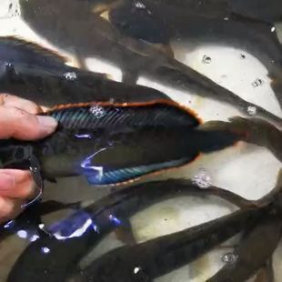 彩虹雷龍魚產地（東南亞特色淡水魚介紹彩虹雷龍魚的產地信息）