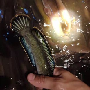 彩虹雷龍魚產地（東南亞特色淡水魚介紹彩虹雷龍魚的產地信息）