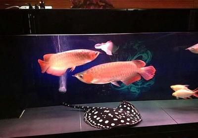 土霉素治療龍魚脫肛：土霉素可以治療龍魚脫肛嗎？