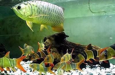 緩解龍魚驚嚇過度的方法【龍魚受到驚嚇過度怎么辦】