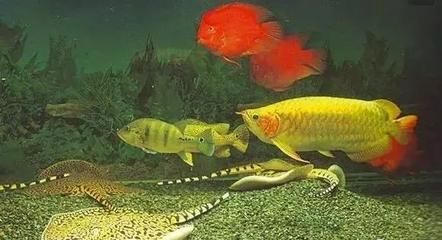 緩解龍魚驚嚇過度的方法【龍魚受到驚嚇過度怎么辦】