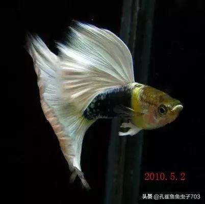 如何鑒別胭脂孔雀龍魚健康：如何鑒別胭脂孔雀龍魚是否健康