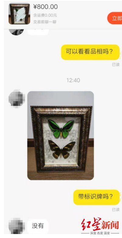 買賣蝴蝶犯法嗎