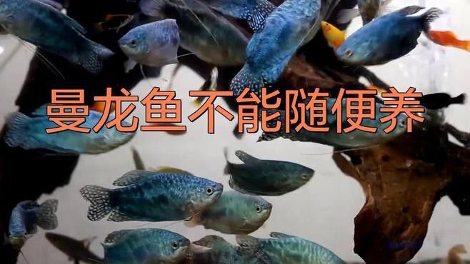 如何設(shè)置曼龍魚的飼養(yǎng)環(huán)境？