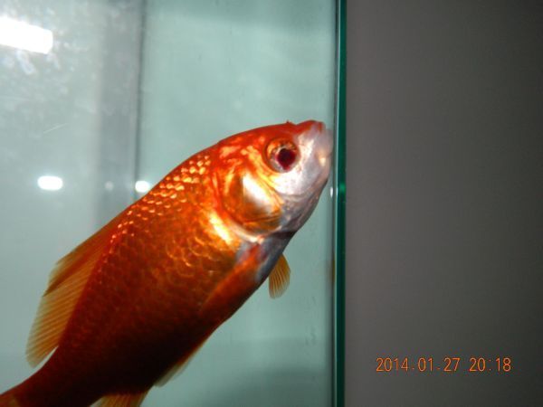 龍魚眼睛充血什么原因（龍魚眼睛充血可能由多種因素引起，）