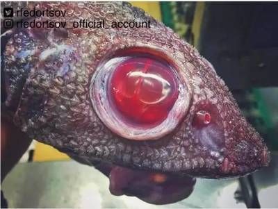 龍魚眼睛充血什么原因（龍魚眼睛充血可能由多種因素引起，）