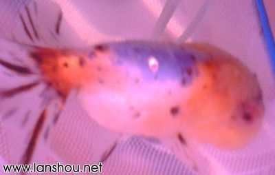 龍魚眼睛充血什么原因（龍魚眼睛充血可能由多種因素引起，）