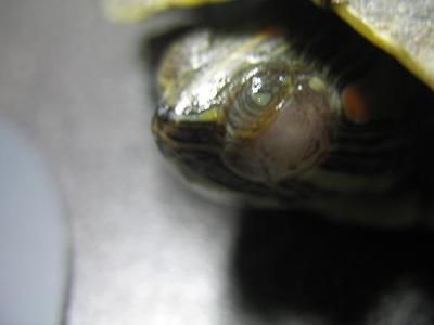 龍魚眼睛充血什么原因（龍魚眼睛充血可能由多種因素引起，）