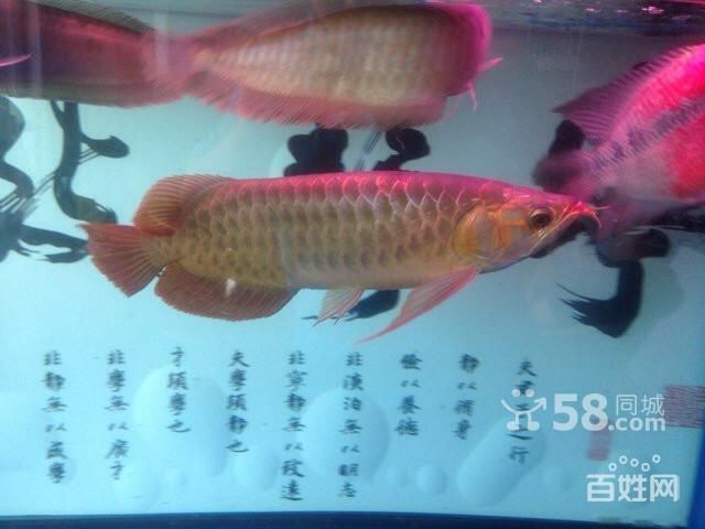 龍魚漂在水面不愛游動：龍魚漂在水面不愛游動可能由以下幾個原因導致