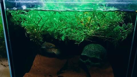 雷龍魚的顏色全靠燈光照射嗎：如何通過飲食改善雷龍魚色彩