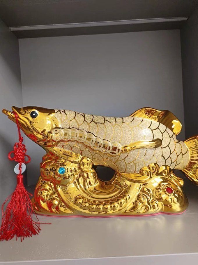 招財金龍魚多少錢一條啊視頻教程