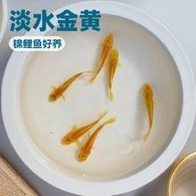 招財金龍魚多少錢一條啊視頻教程