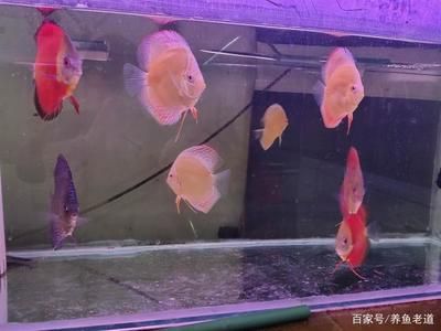 魚缸水為什么變白色的（如何預防魚缸水變白）