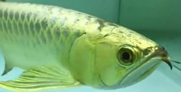過背金龍魚寓意，過背金龍魚不僅是一種美麗的觀賞魚，更承載了豐富文化內涵和美好 過背金龍魚寓意，過背金龍魚不僅是一種美麗的觀賞魚，更承載了豐富文化內涵和美好 龍魚百科 第5張