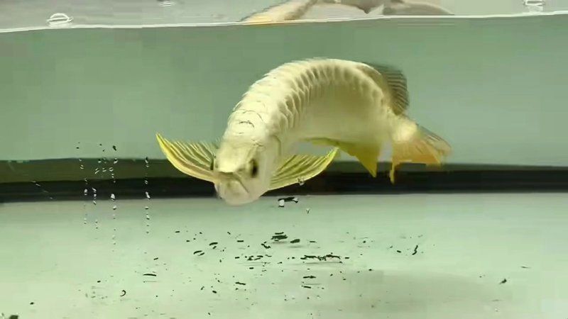 金龍魚賽級是什么意思