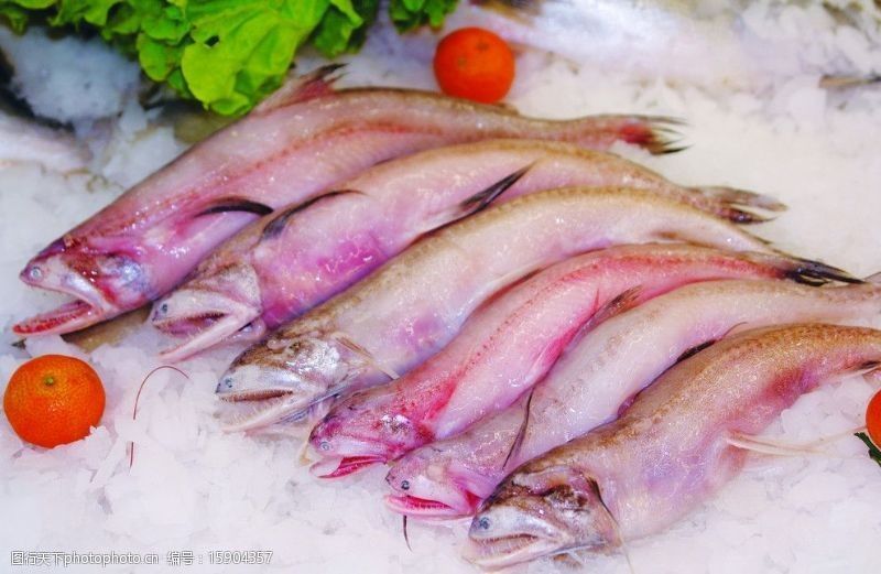 我想看小龍魚長什么樣：小龍魚長什么樣