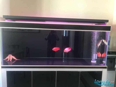 龍魚九龍缸：龍魚九龍缸怎么搭配