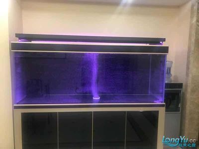 龍魚九龍缸：龍魚九龍缸怎么搭配