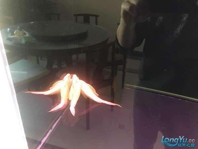 龍魚九龍缸：龍魚九龍缸怎么搭配