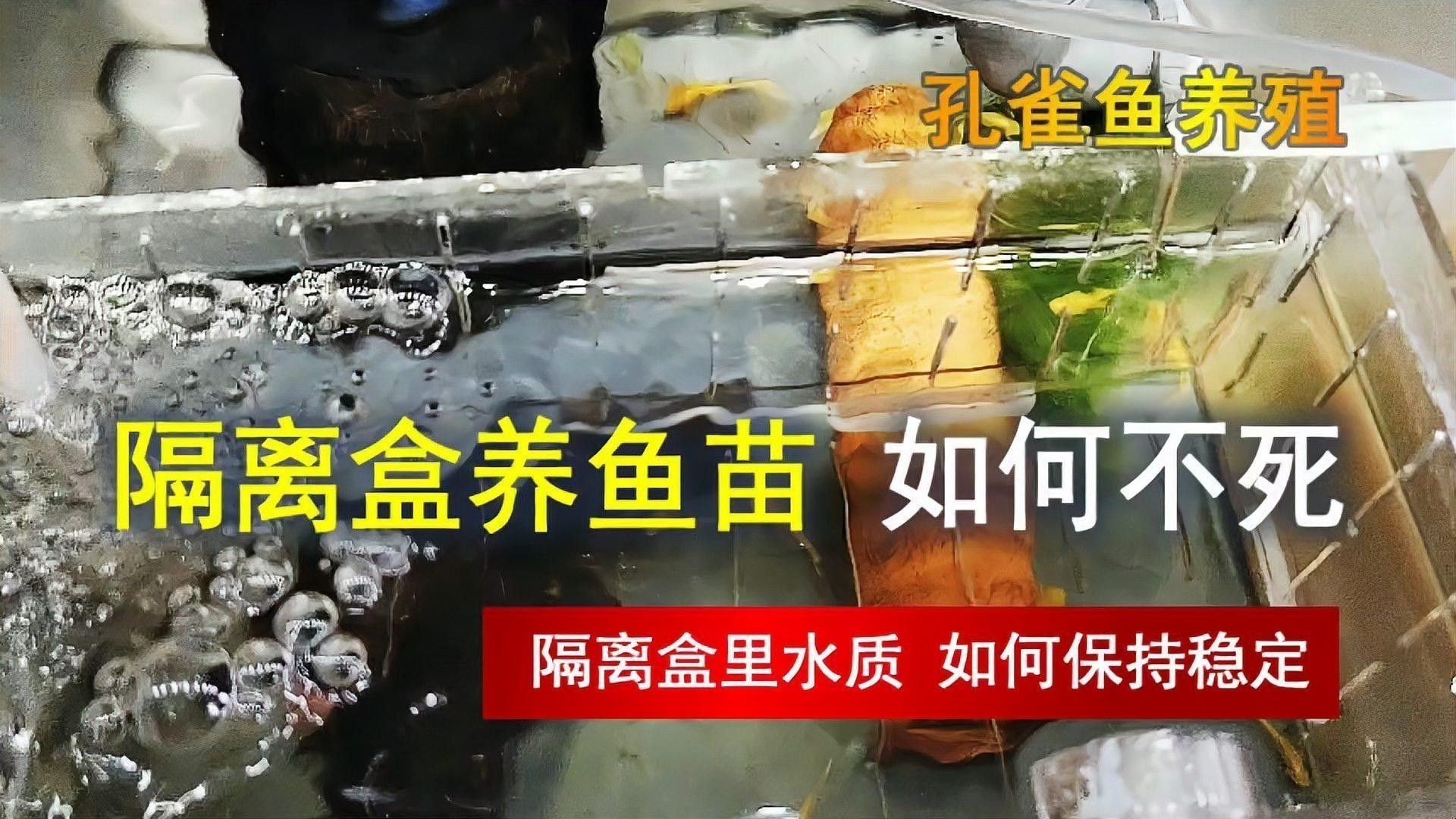 隔離缸的水質如何保持穩定？ 隔離缸的水質如何保持穩定？ 龍魚百科 第1張