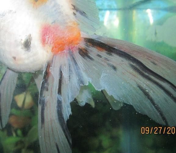 銀龍魚爛尾巴怎么辦圖片