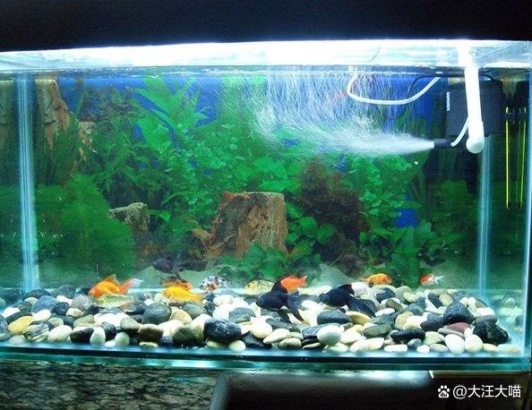 隔離缸的水質如何保持穩定？ 隔離缸的水質如何保持穩定？ 龍魚百科 第5張