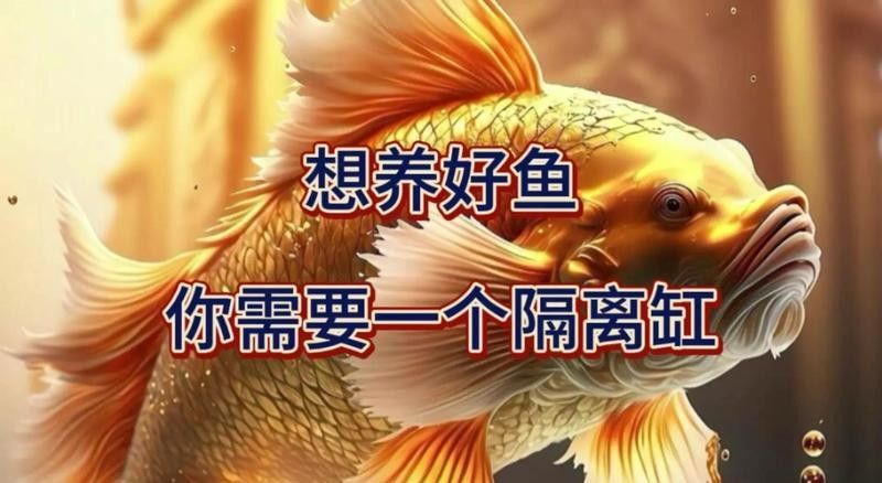 隔離缸的水質如何保持穩定？ 隔離缸的水質如何保持穩定？ 龍魚百科 第3張
