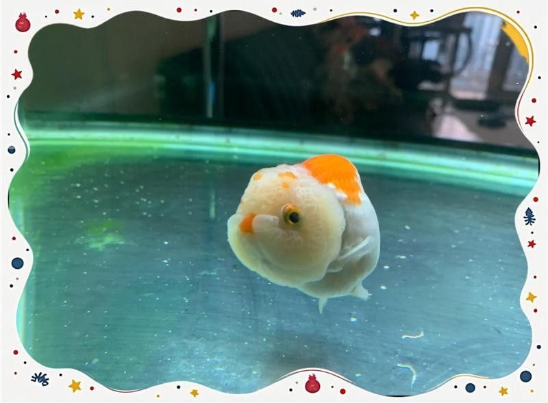 隔離缸的水質如何保持穩定？ 隔離缸的水質如何保持穩定？ 龍魚百科 第4張