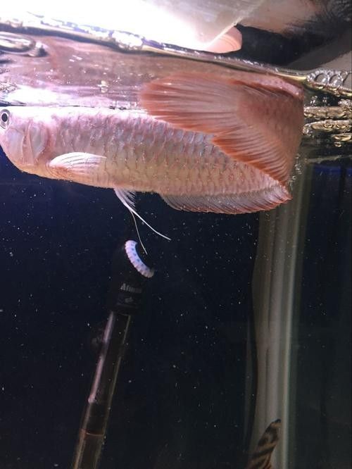 銀龍魚爛尾巴怎么辦圖片