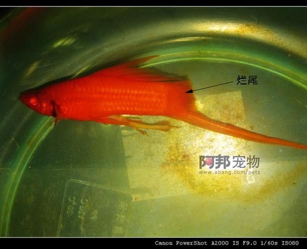 銀龍魚爛尾巴怎么辦圖片