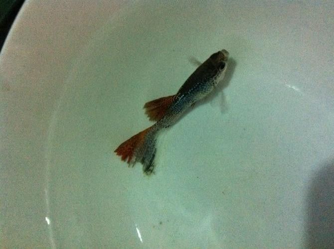 銀龍魚爛尾巴怎么辦圖片