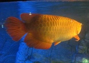金龍魚養殖前景，觀賞魚市場需求變化分析，金龍魚繁殖技術最新進展