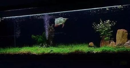 龍魚適合造景缸嗎：龍魚是否適合造景缸