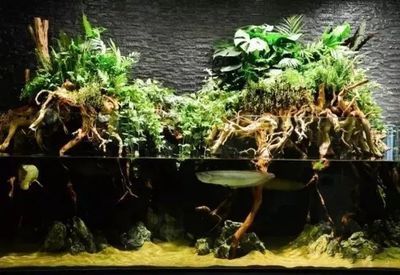 龍魚適合造景缸嗎：龍魚是否適合造景缸
