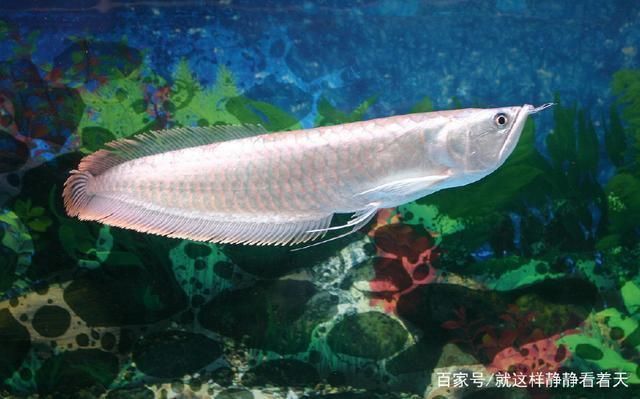 改善銀龍魚水質的具體方法：銀龍魚水質管理的常見誤區
