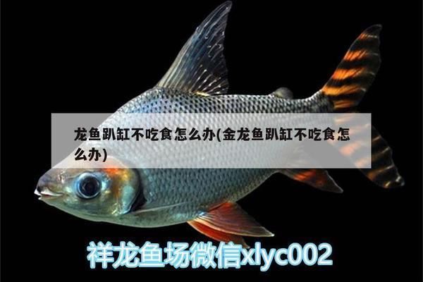 金龍魚趴缸不吃食怎么辦：金龍魚不吃食趴缸怎么辦