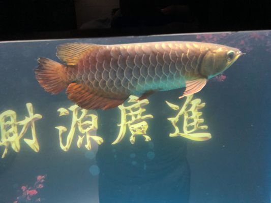 喂龍魚的蝦是否去皮：喂龍魚的蝦去皮好還是不去皮好喂龍魚的蝦去皮好