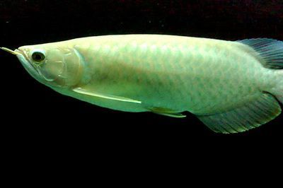 青龍魚的做法大全圖解：幾種不同的青龍魚做法