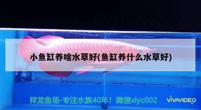 龍魚吃清道夫咋辦：如何改善龍魚飼養(yǎng)環(huán)境