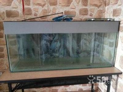 養龍魚50寬的缸可以嘛：養龍魚50厘米寬的缸可以嗎