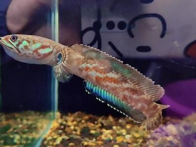 雷龍魚新品種有哪些種類，雷龍魚新品種及種介紹