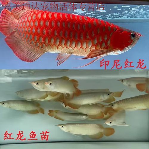 紅龍魚的介紹和特點圖片