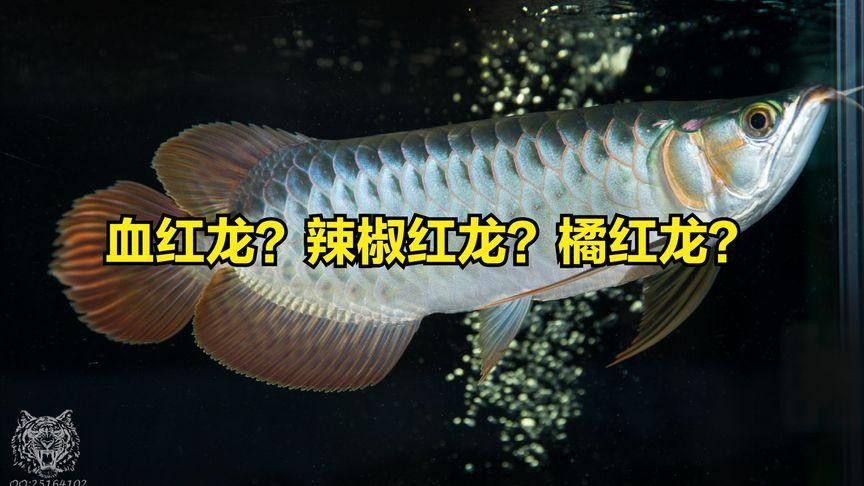 紅龍魚的介紹和特點圖片