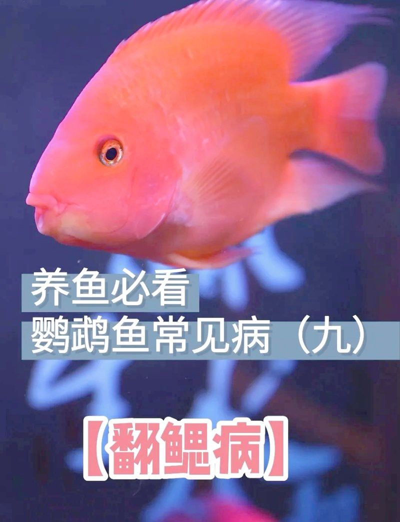 銀龍魚翻鰓手術后多久能恢復？