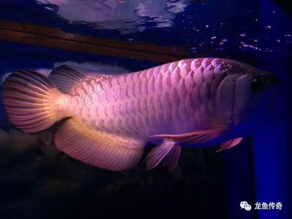 網上搜索到一篇金龍魚價格及飼養方法，對于新手特別有用