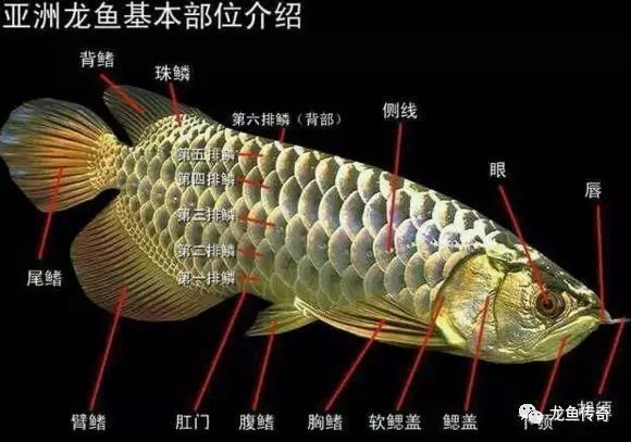 網上搜索到一篇金龍魚價格及飼養方法，對于新手特別有用