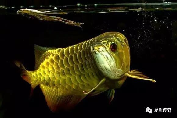 網上搜索到一篇金龍魚價格及飼養方法，對于新手特別有用