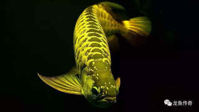 網上搜索到一篇金龍魚價格及飼養方法，對于新手特別有用
