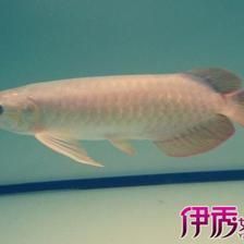 紅龍魚(yú)不進(jìn)食怎么回事（紅龍魚(yú)不吃東西的原因及處理方法）