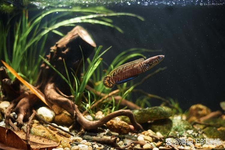 龍魚(yú)缸的最佳尺寸圖紙圖片